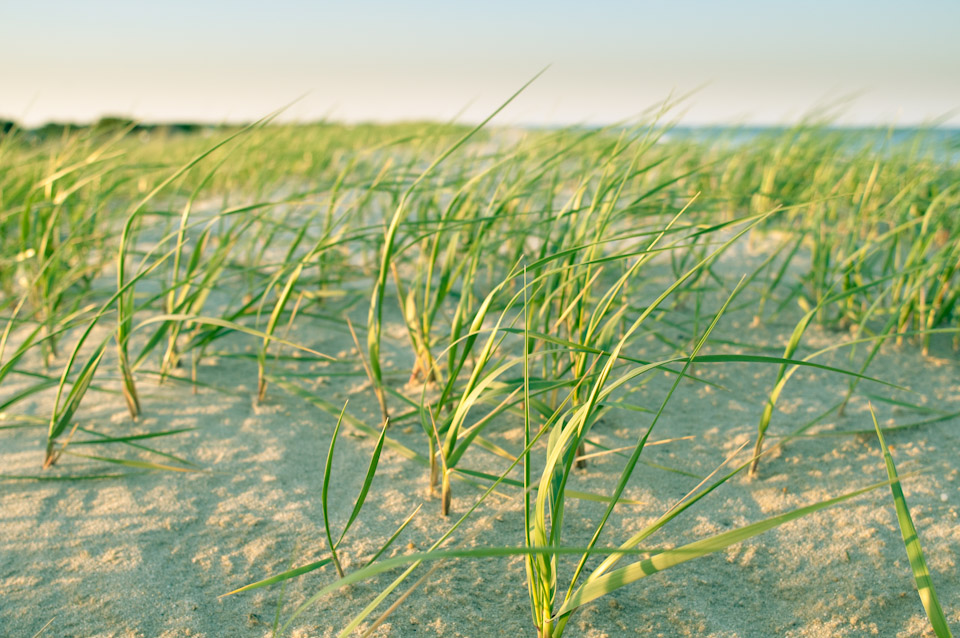 Assateague State Park, Maryland, MD, Beach, Camping